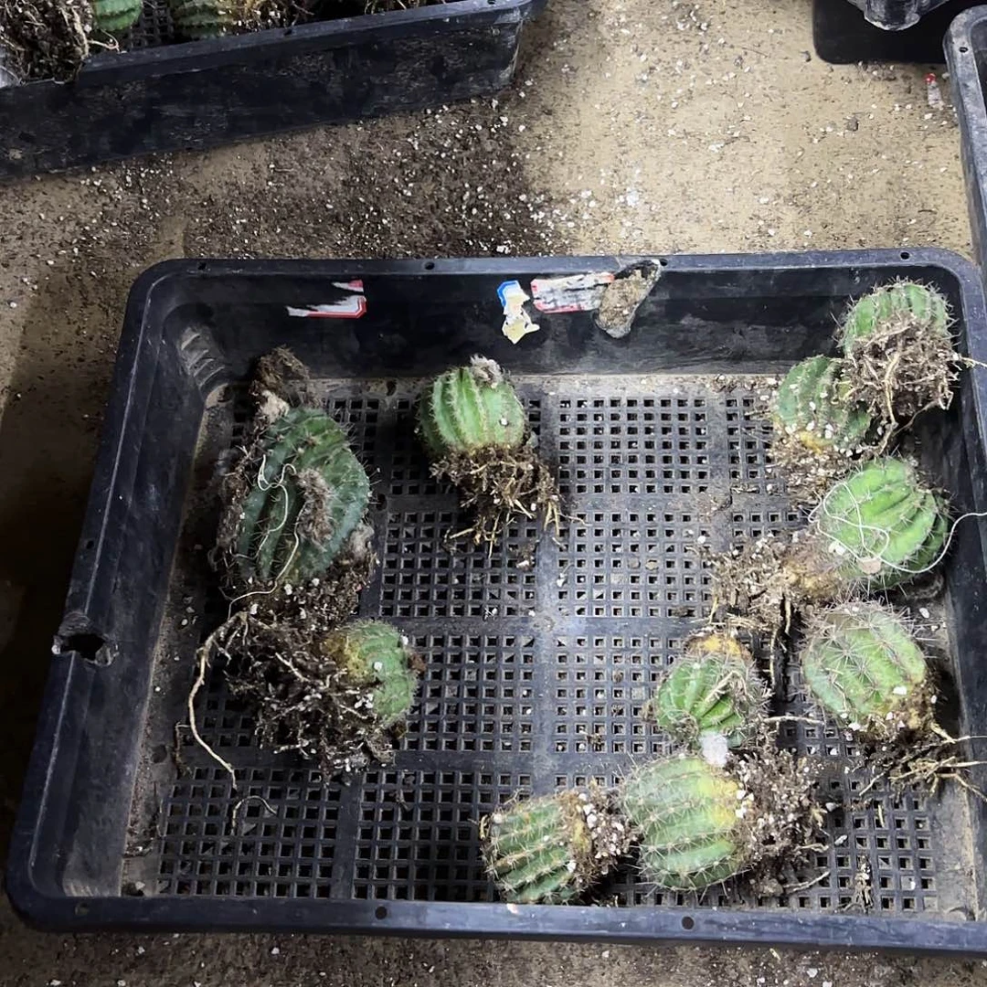 7号10品瑕疵无售后