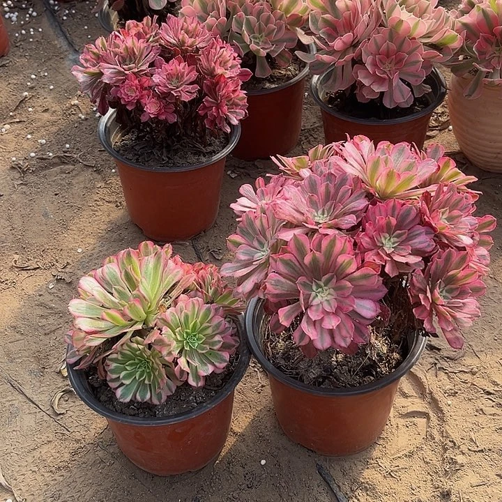 大红铜白 小红铜白组合脱土发货