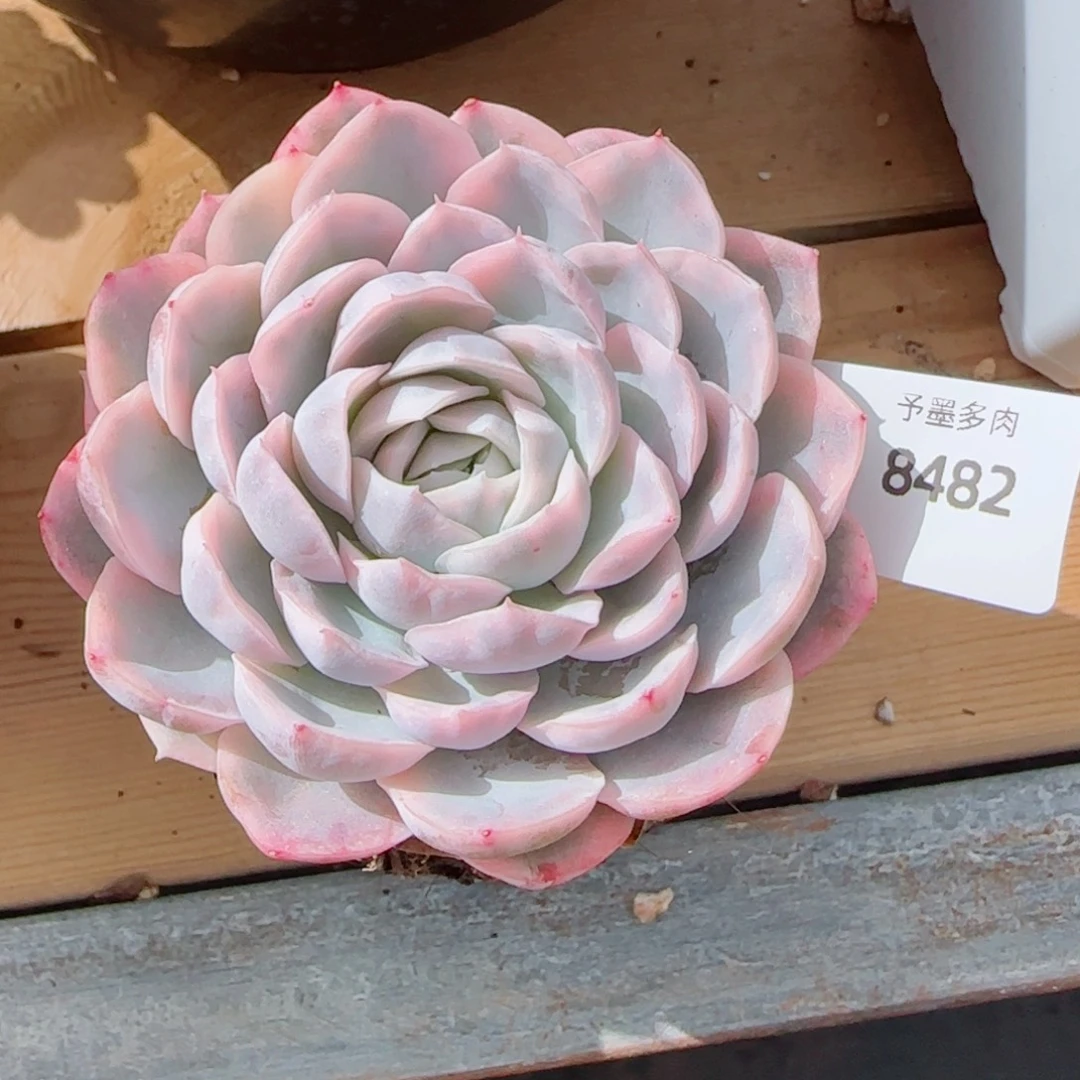 雪球锦，8482多肉植物