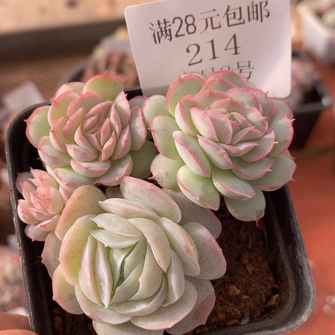 【闪购商品】云214号水晶扇贝