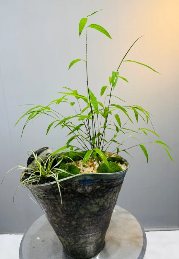 竹盆景 内门竹优雅灵动叶面翠绿轻盈茶台办公桌观赏竹