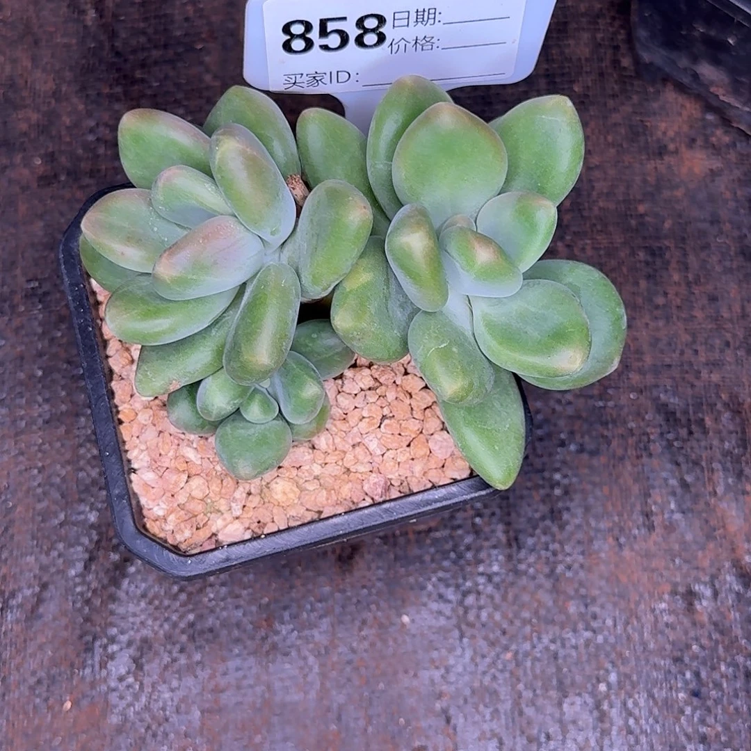 858X多肉植物多肉植物