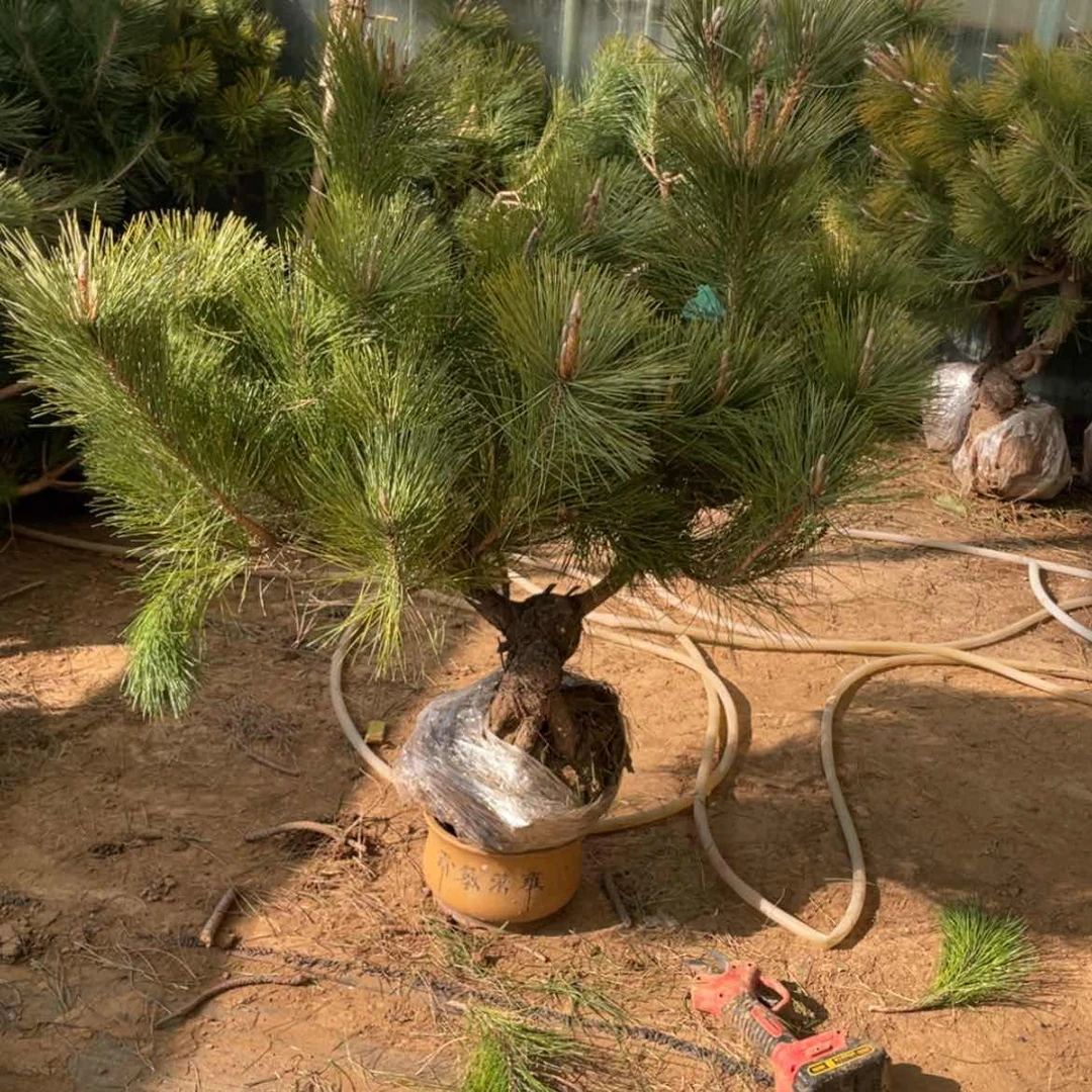 【闪购商品】黑松油适量即开小火慢火炒出汁水