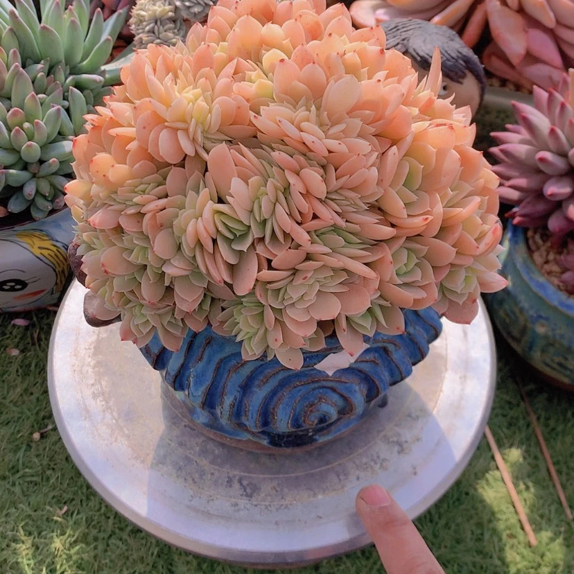 【闪购商品】彩虹厚叶丝绸