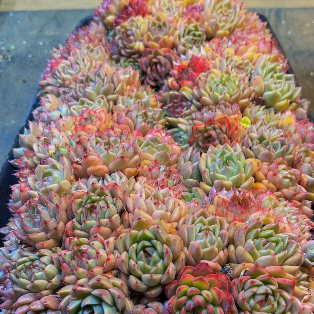 934多肉葡萄的味道是真的很好吃的