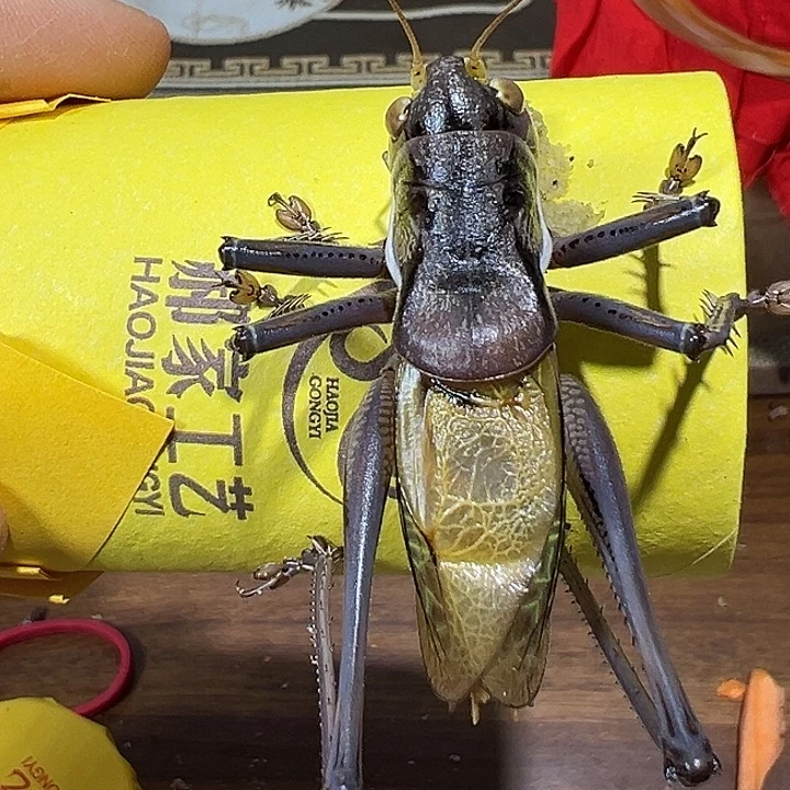 鸣虫虫具一条包邮