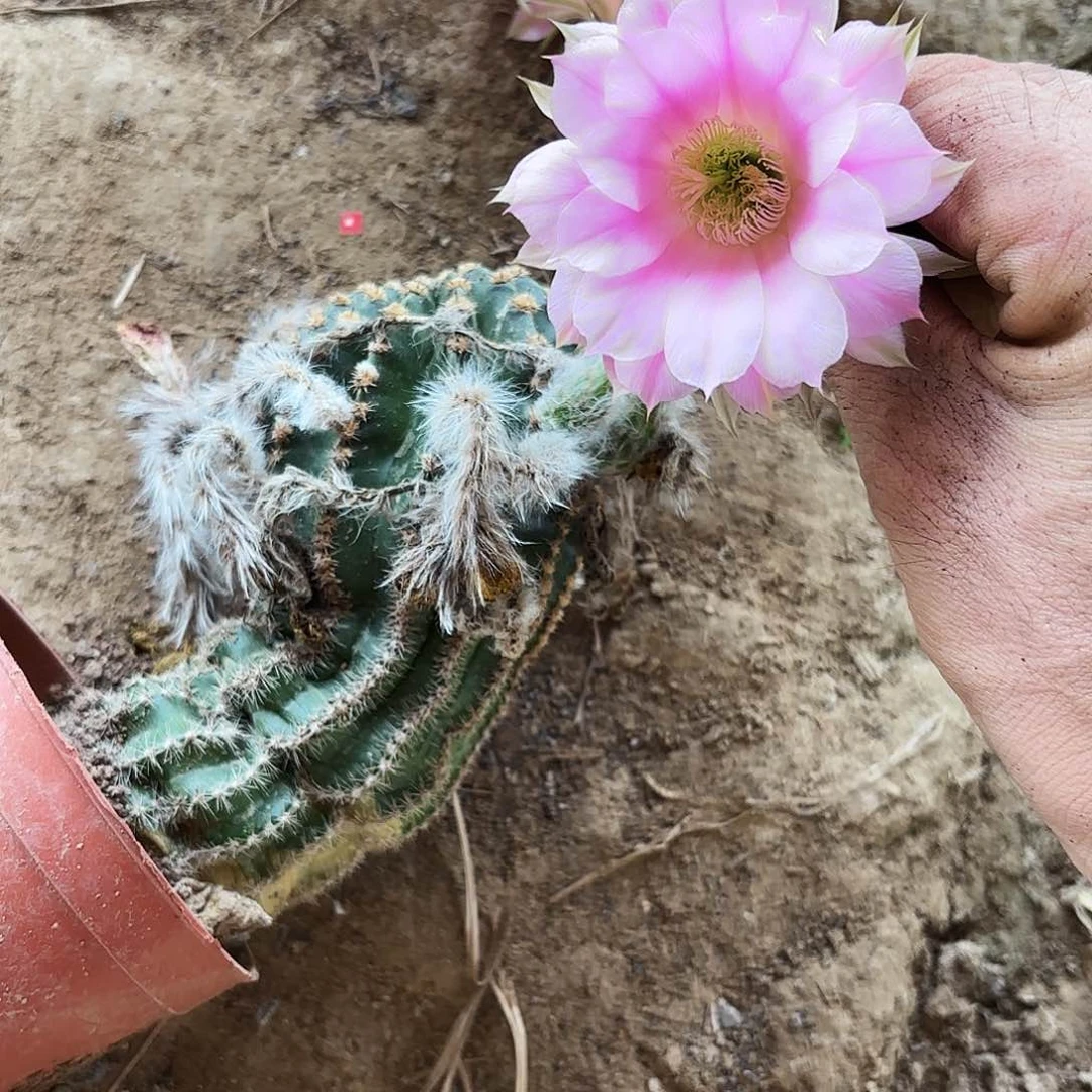 899 带根实生仙人球瑕疵