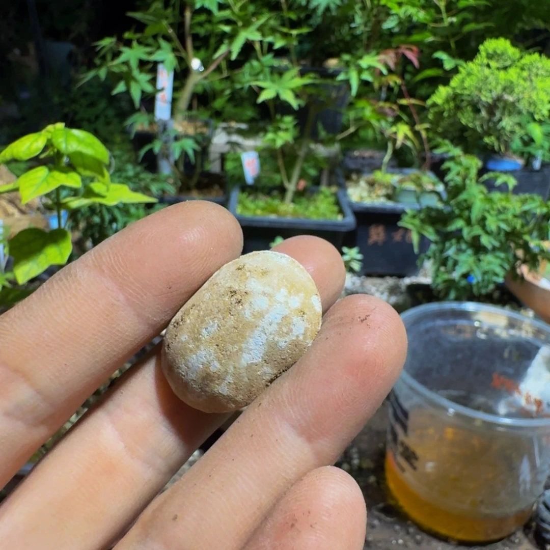 无花朵五**星日本ib4号超长效缓释