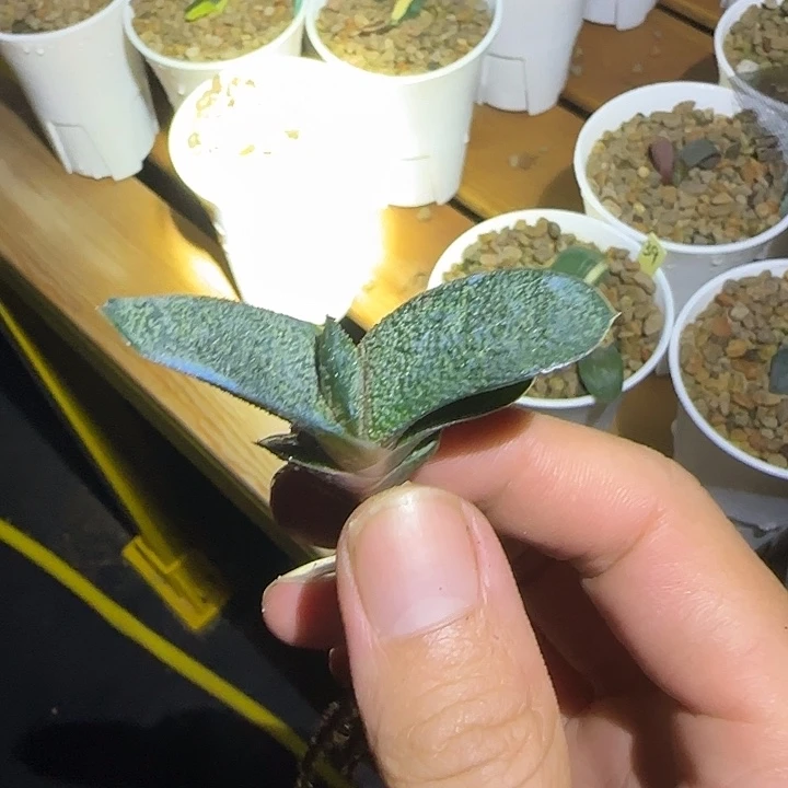黑莺啭叶插亚成株