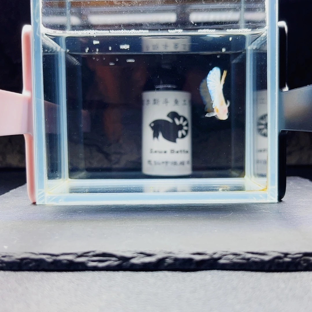 海水鱼宙斯斗鱼竞拍09-19