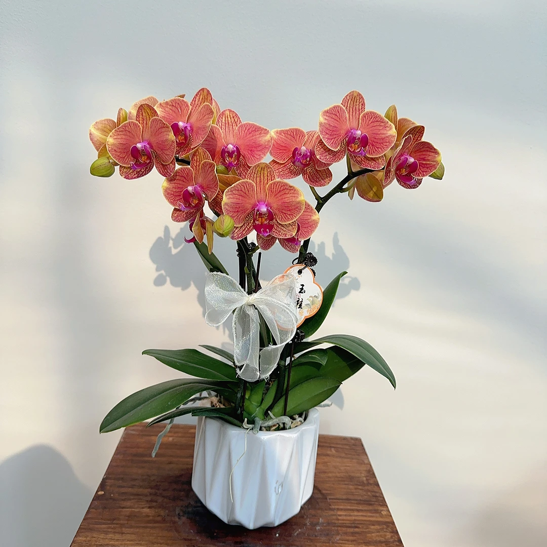 家成 【吉利】蝴蝶兰花卉精致白钻组盆2-4
