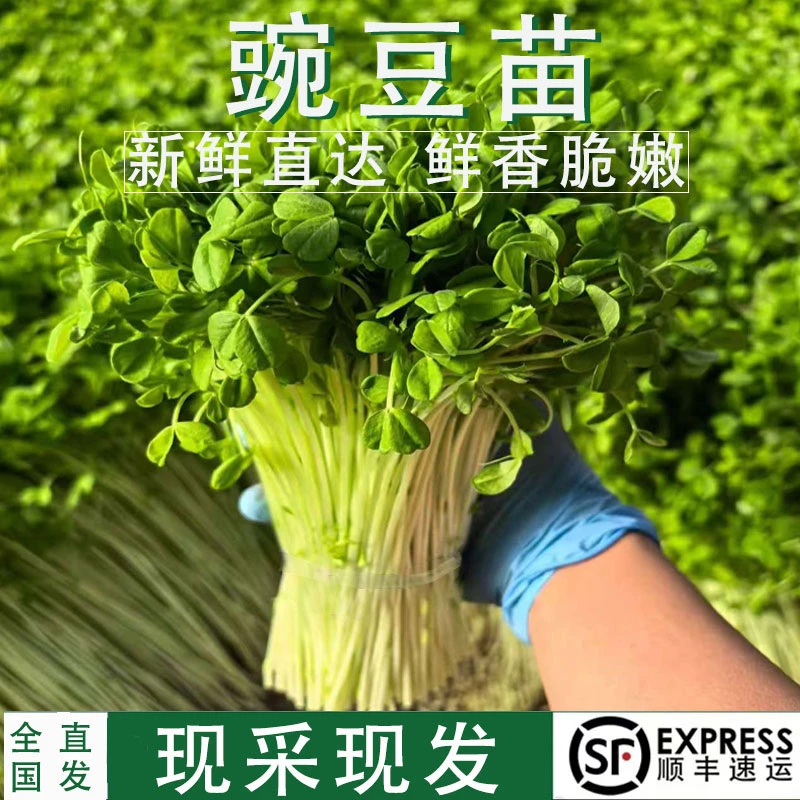 顺丰包邮新鲜豌豆苗芽菜2-5斤芽苗蔬菜绿色现摘嫩熊大土培包邮