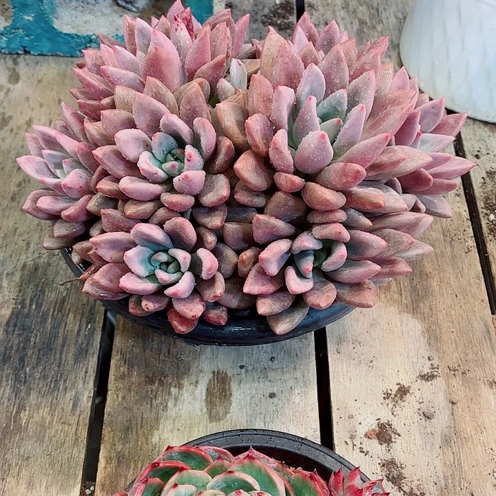 ****）桃花源一物一拍孤品