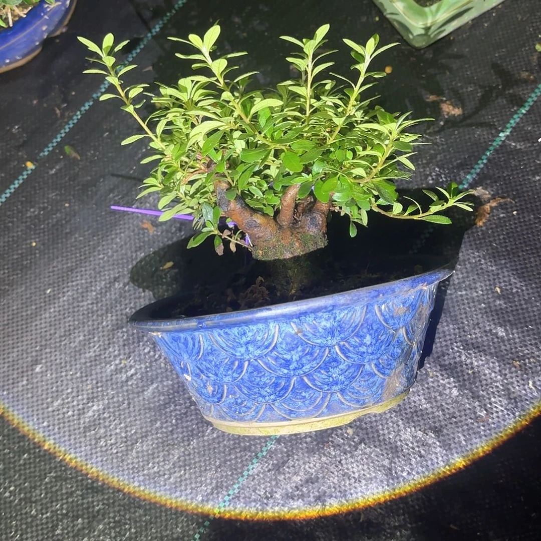 无花朵日本进口皋月杜鹃