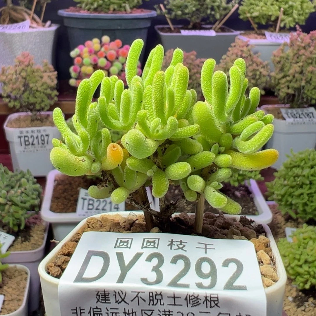3292荔枝黄锦一物一拍