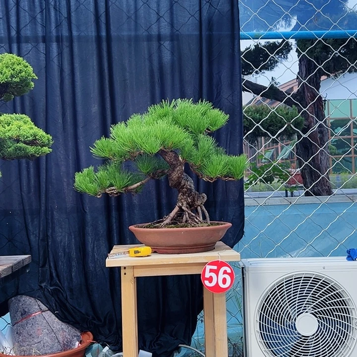 宝***n无花朵老桩老盆三河黑松