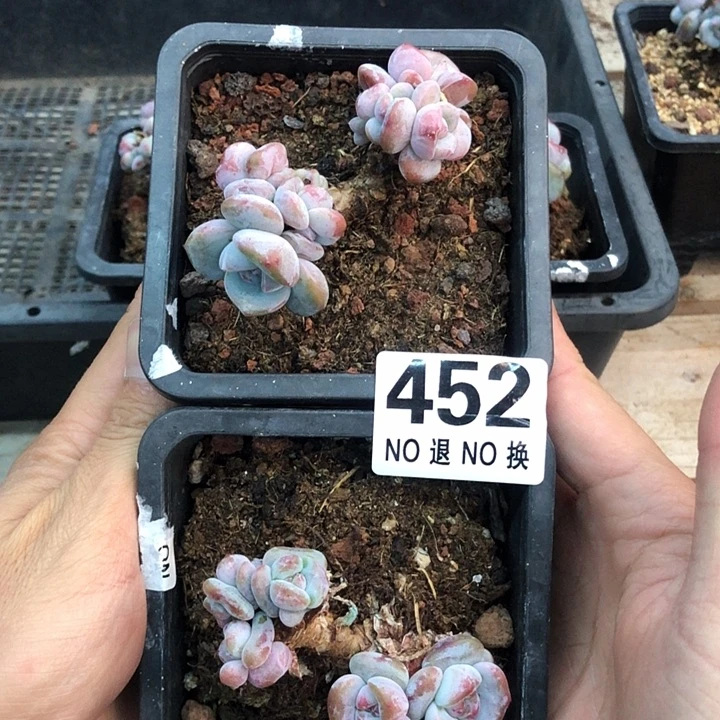 星影石榴籽福利出咯 452