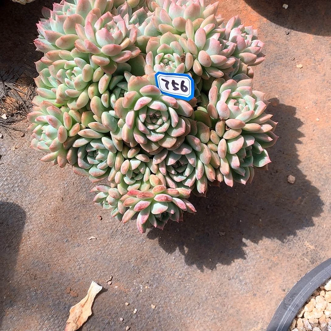 756霜花 一物一拍多肉
