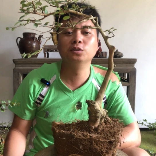 无花朵盆景盆栽植物