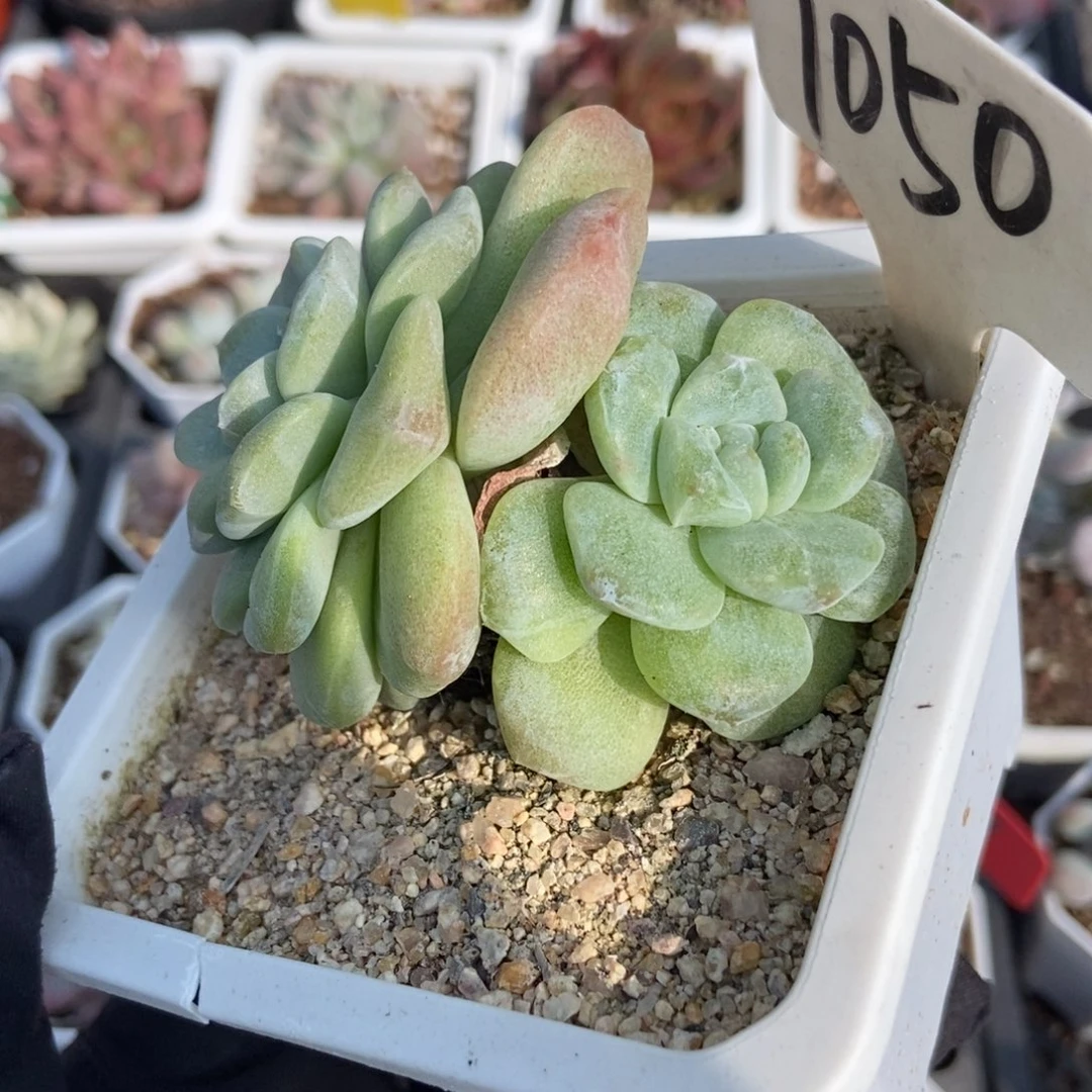 1050冰玉石化多肉植物