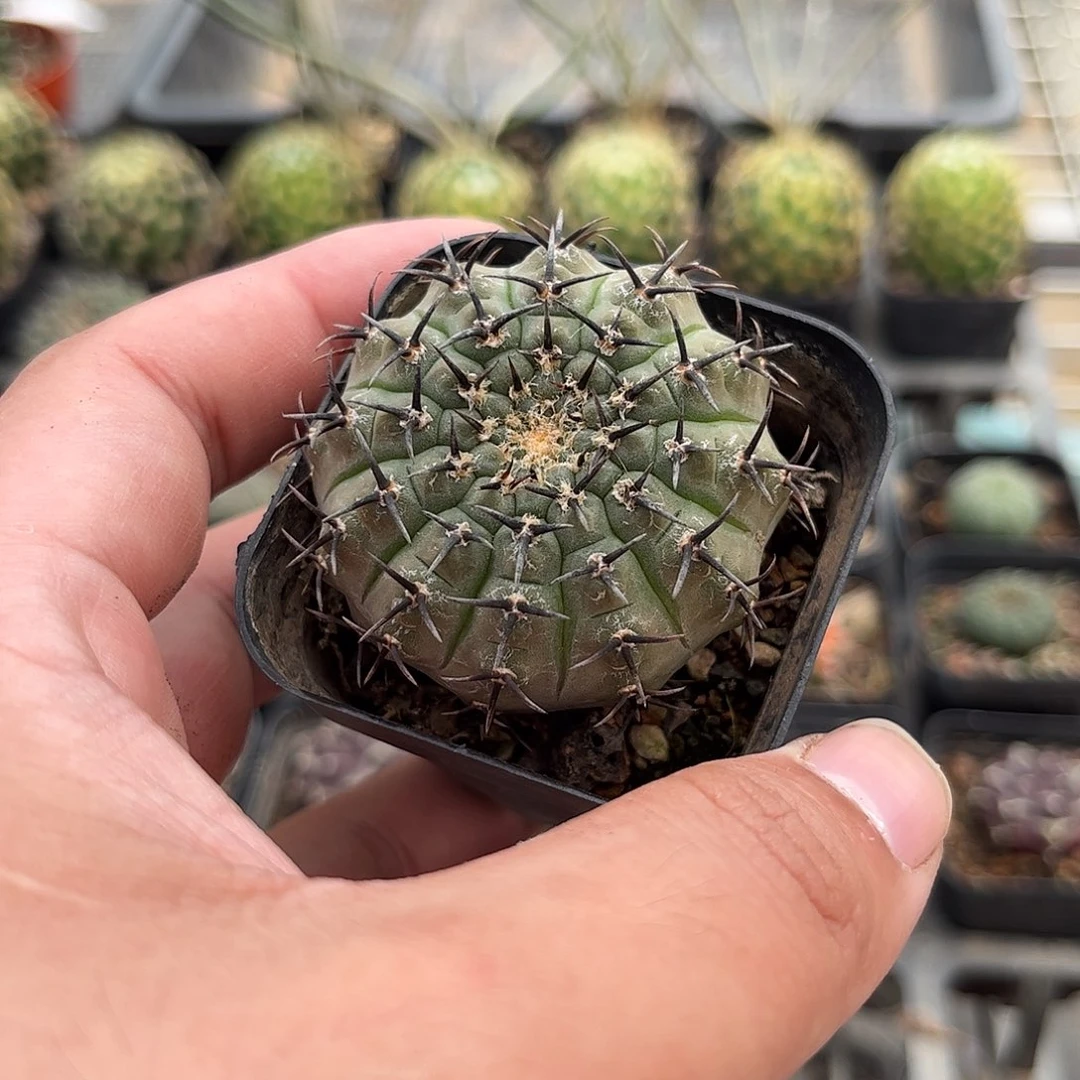 黑刺风头单头发货单头发货