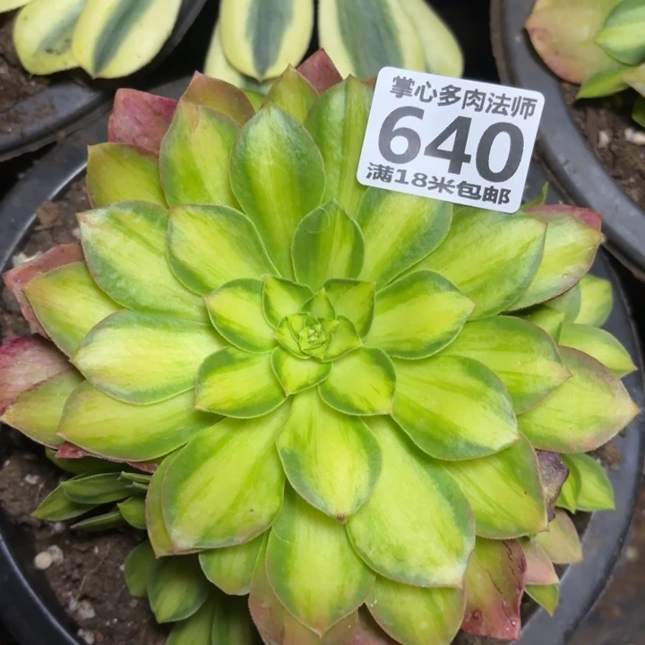 640粉体韶华掌心多肉法师锦不包侧枝断枝的