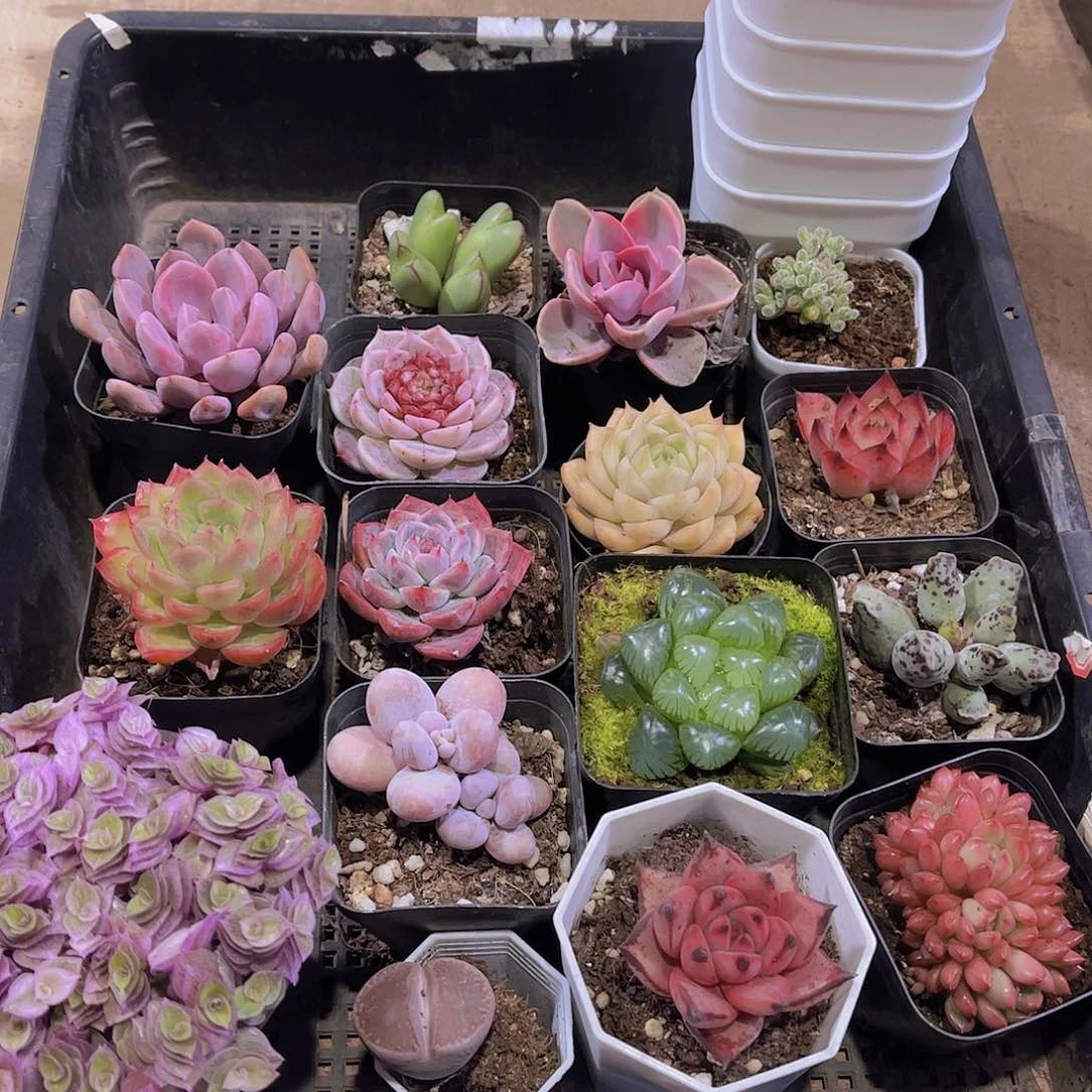 多肉043多肉植物