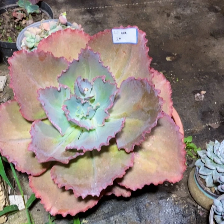 L***g一物一拍一物一拍