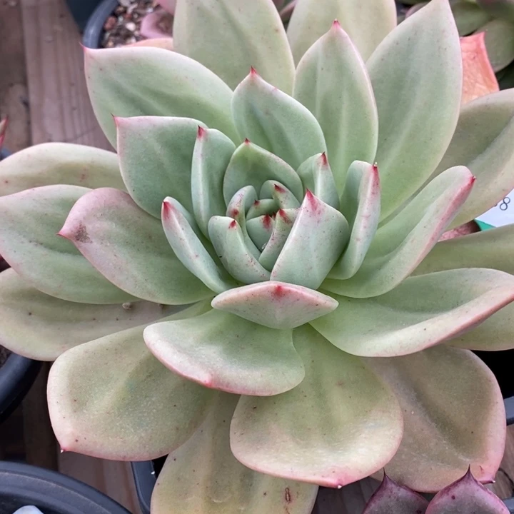 D138- 直播福利 翠鸟