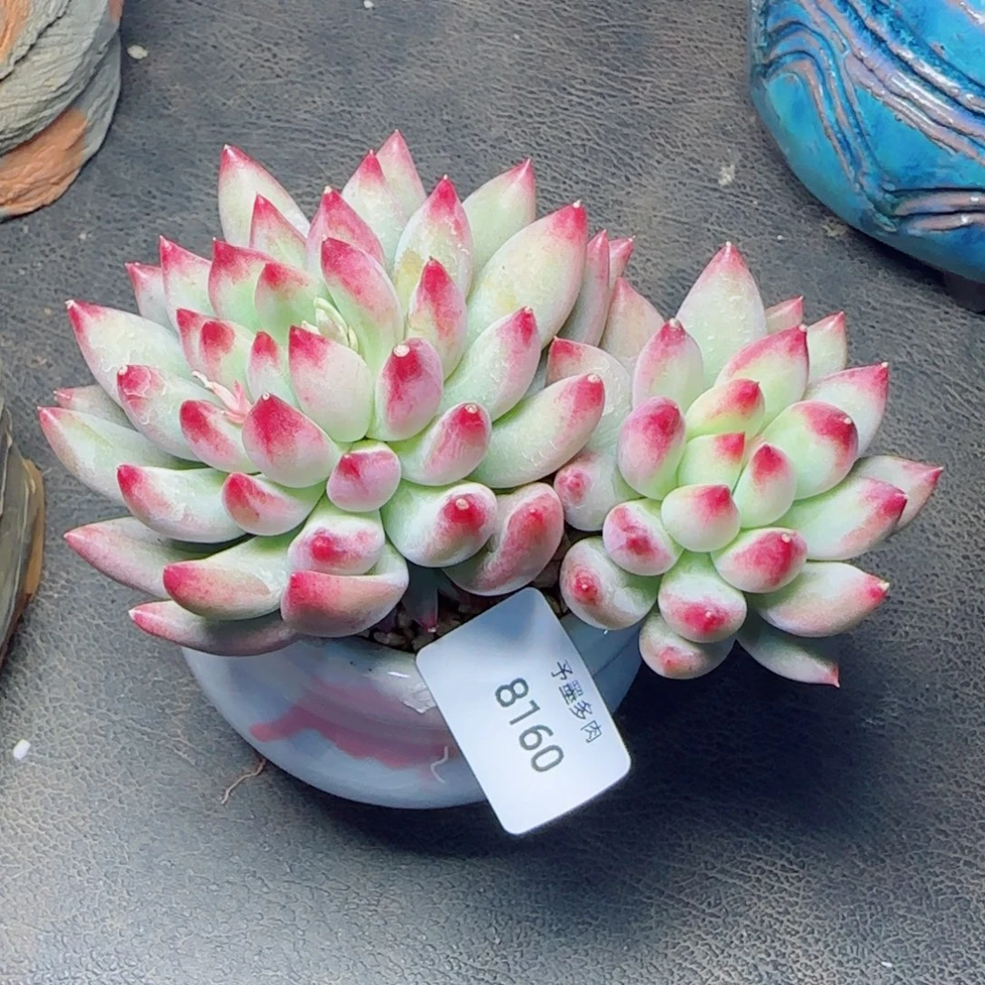 二代虞，8160多肉植物