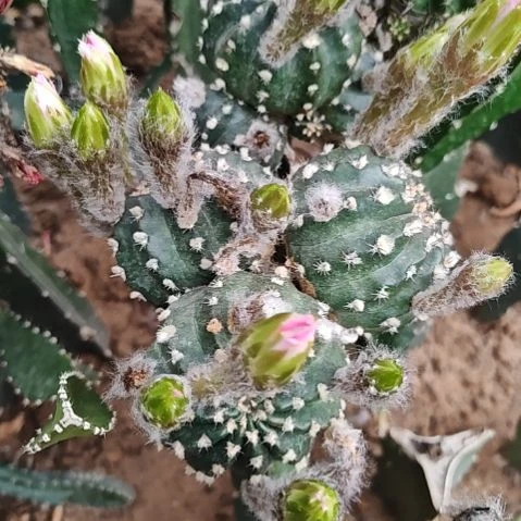 静***初蝉衣群头母柱无根特22