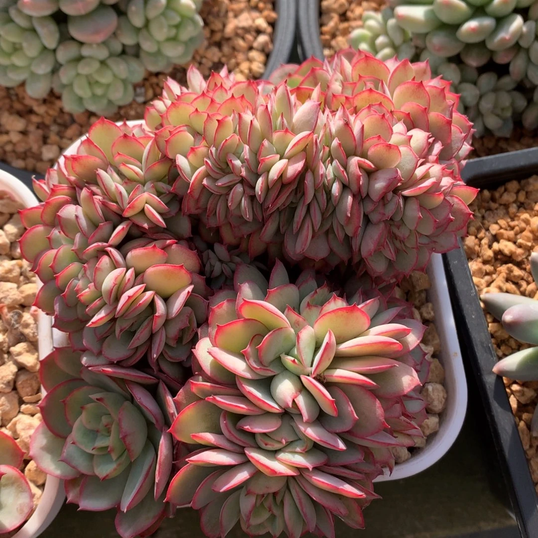 我们家的小姐姐们