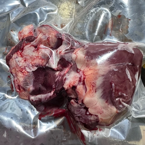 猪心0.8至0.9斤纯粮食散养一年土猪内脏青岛大树林生态农场