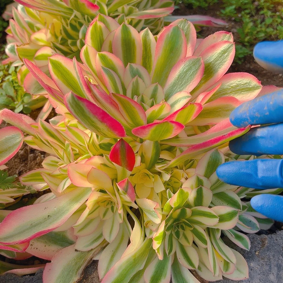 香妃手捧多肉植物