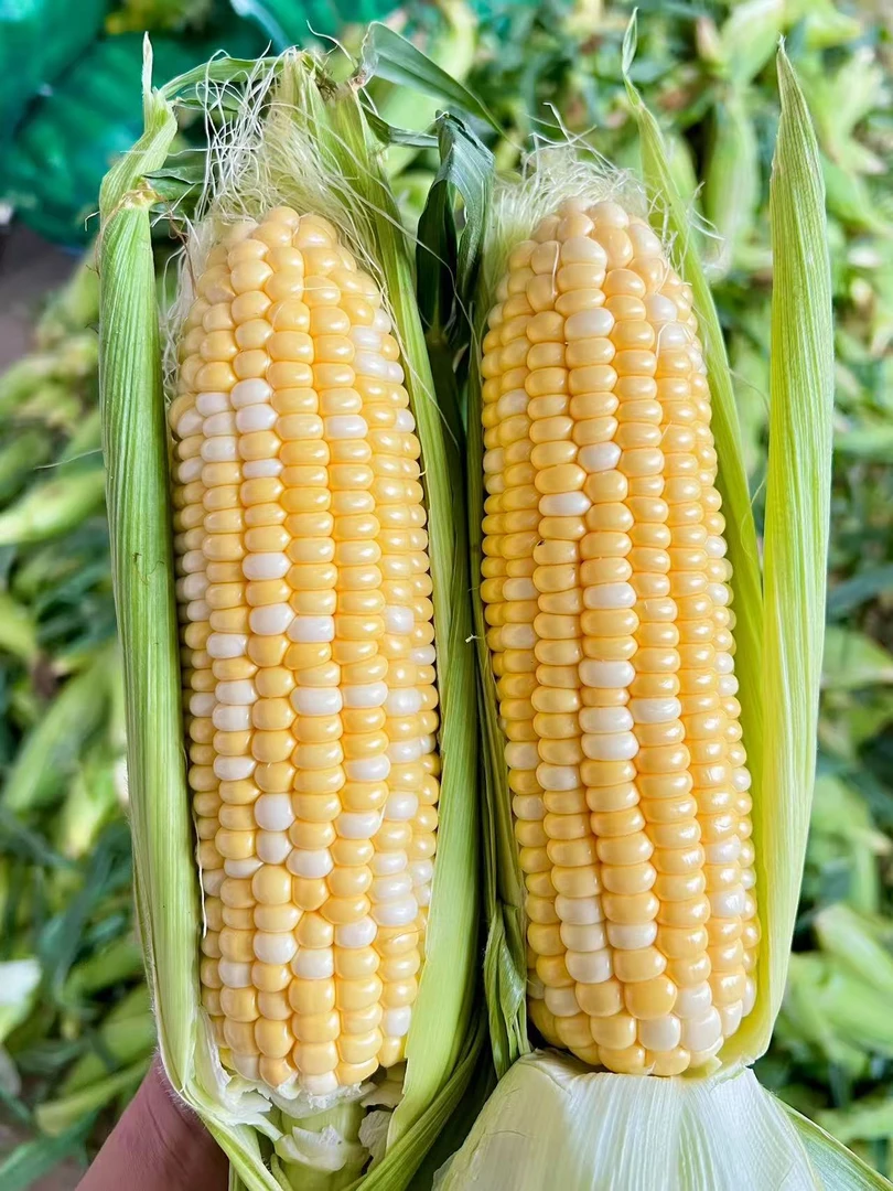 【阿义助农】云南金银玉米水果玉米双色超甜5斤装L