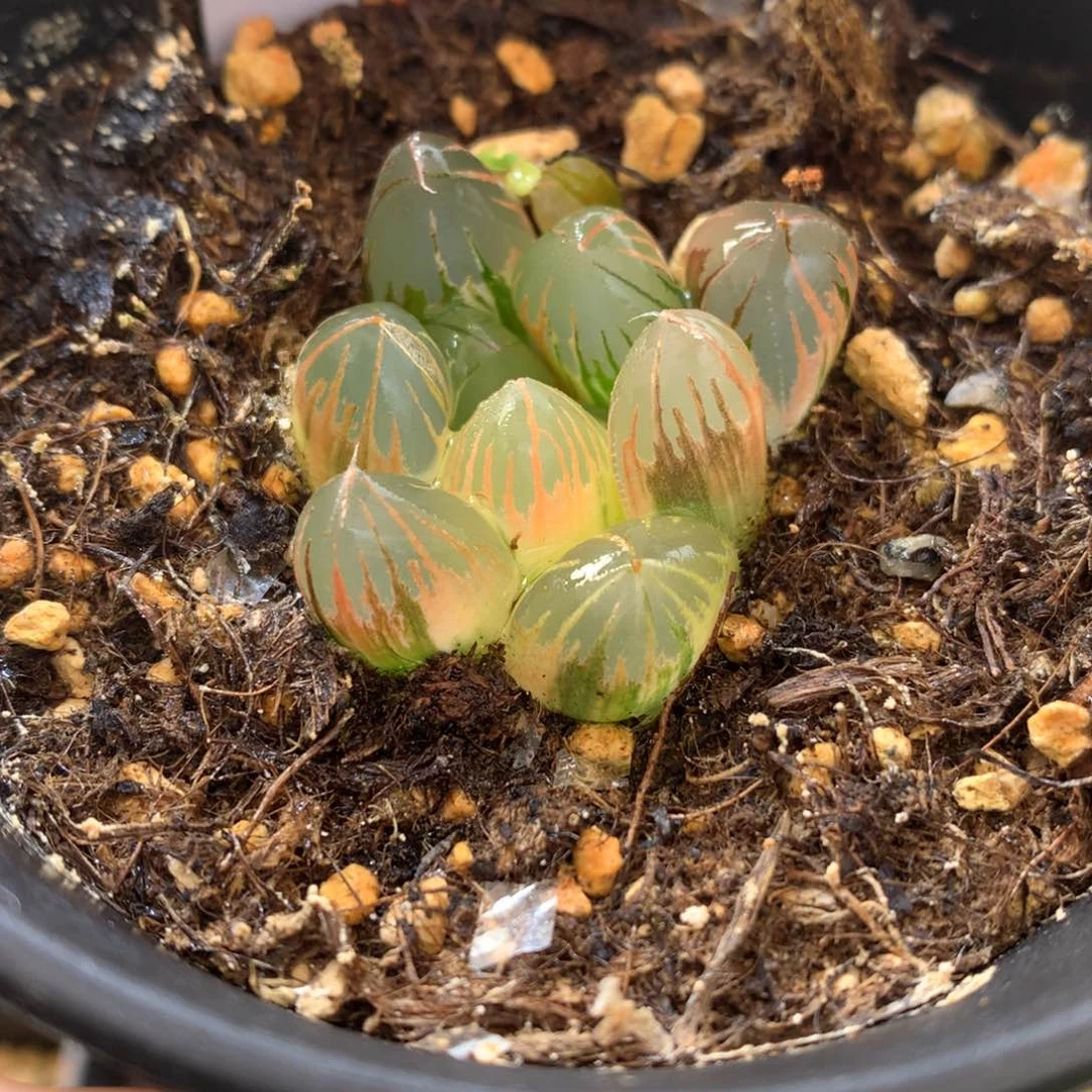 黑葡萄玉露锦，带盆发货