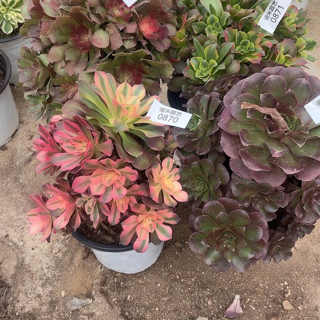 缘***四颗多肉植物869-872