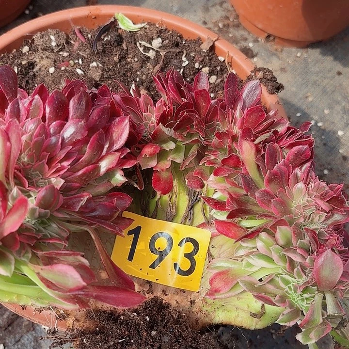 多肉植物福利193