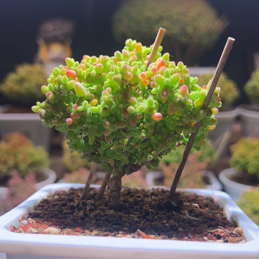 62蜜橘一物一拍带盆土发货