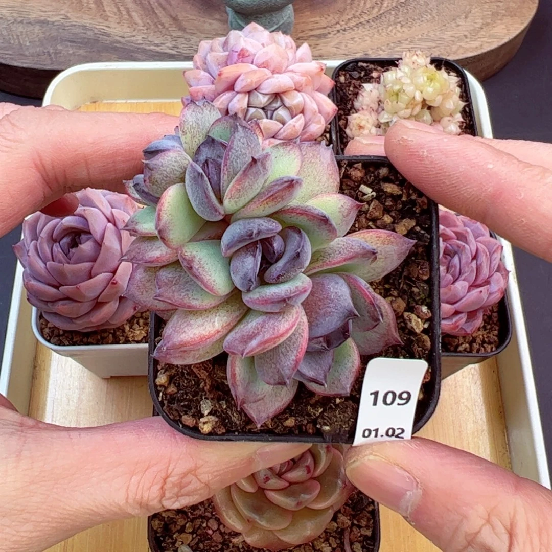 好好看109、哈哈哈哈