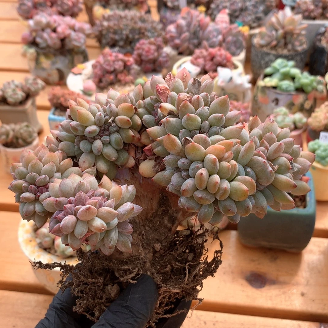 家***宝缀化   有瑕疵特价