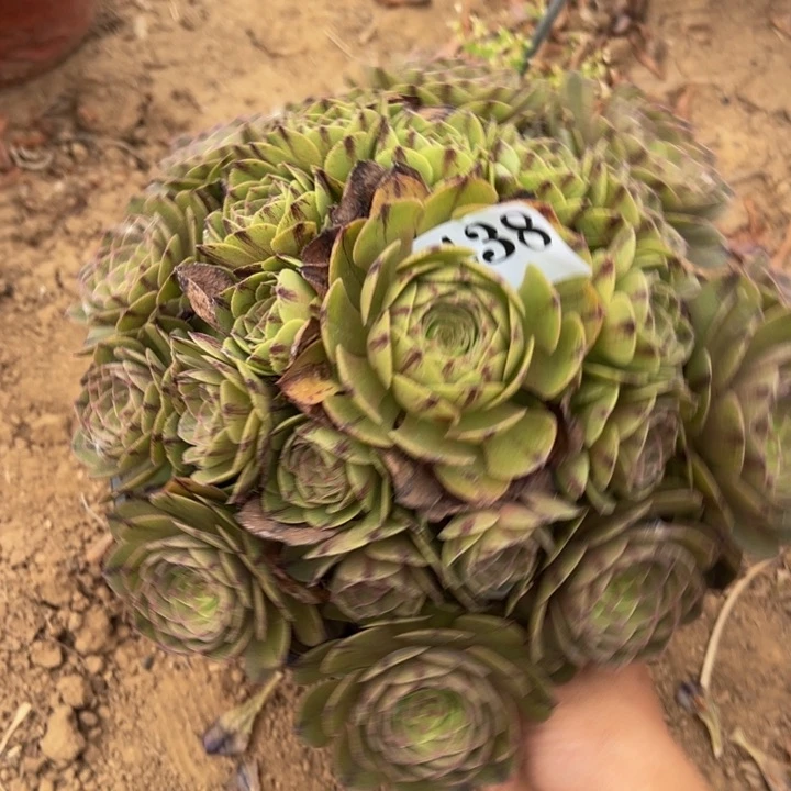 万拉丝多肉植物438