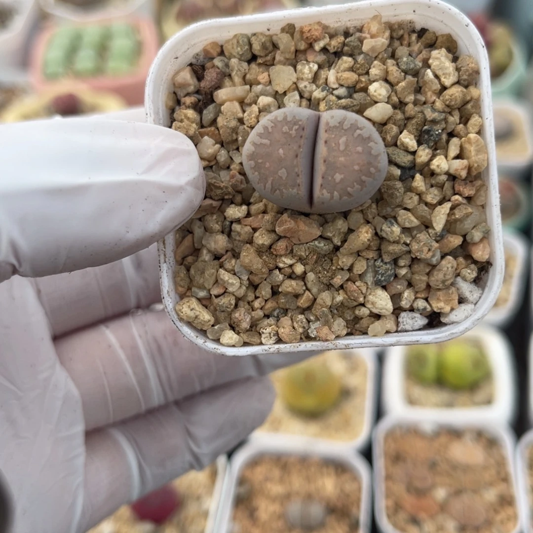 多肉植物一物一拍129