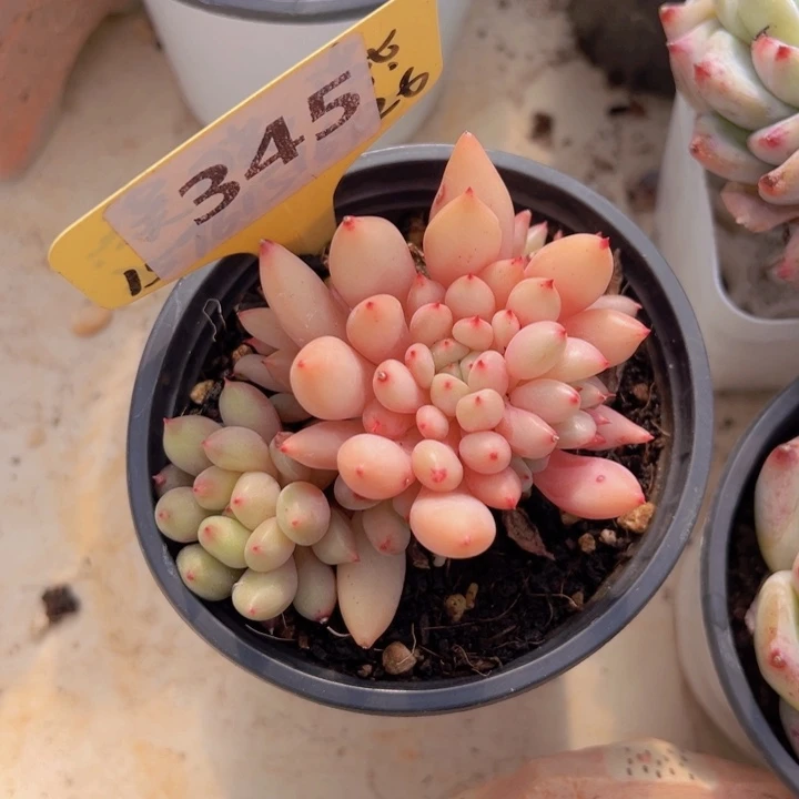 健健康康平平安安