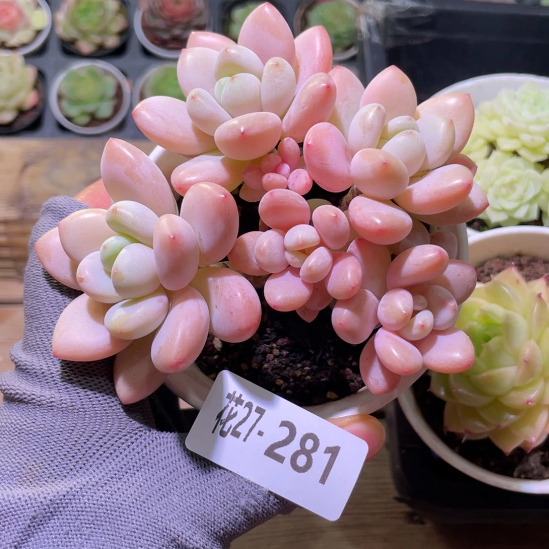 花利美27-281洛神群