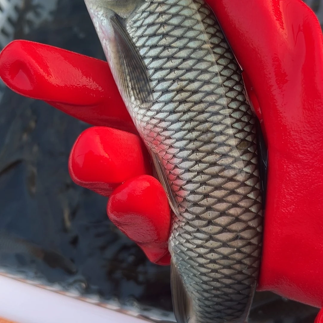 大草鱼18 －24公分3斤