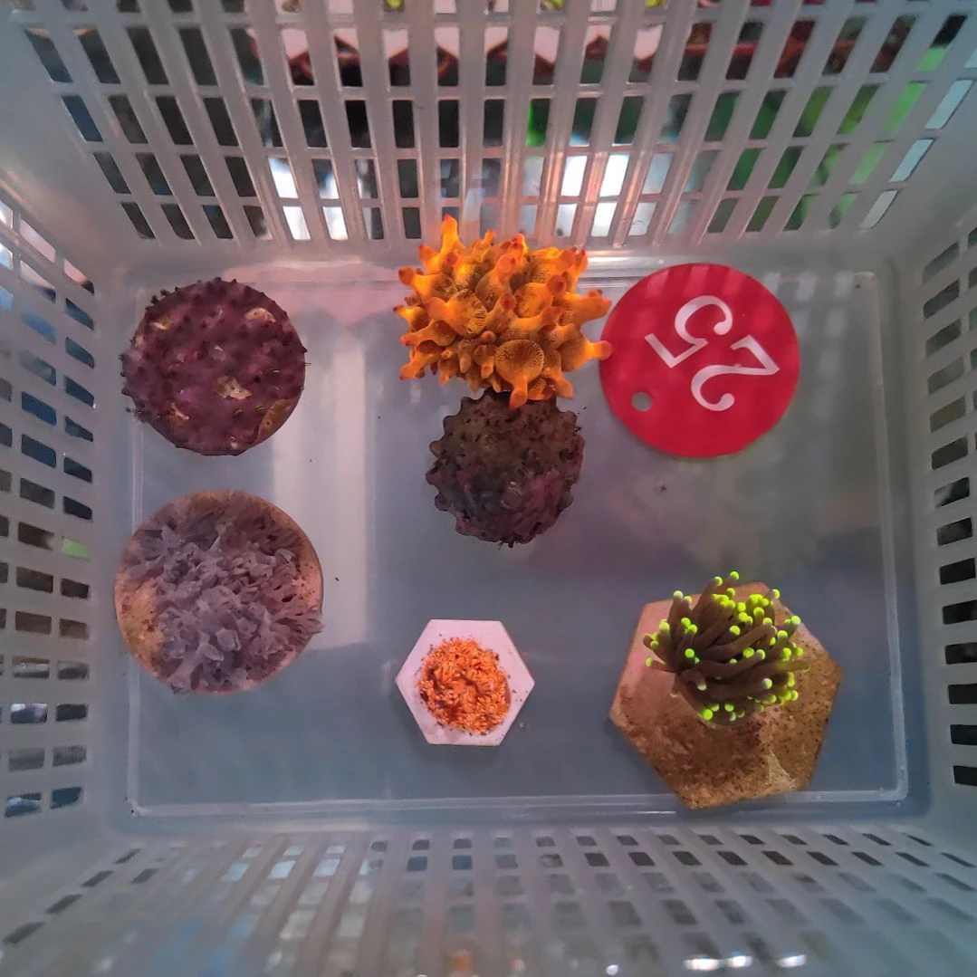 【锅包肉专属】细头黑头1 小红奶嘴1 草皮1 闪千手1 红单包1