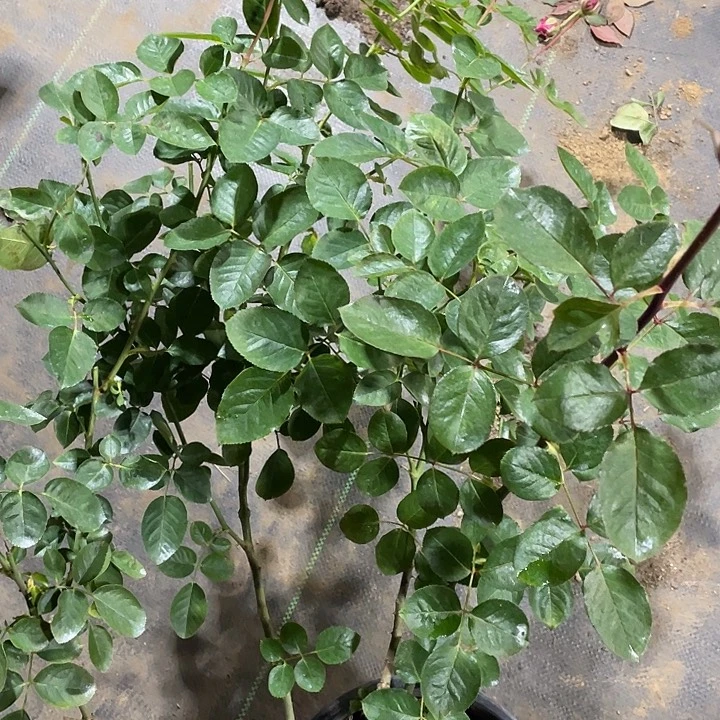 少量花朵（建议范围：2朵-5朵 或40%以下）伊芙伯爵