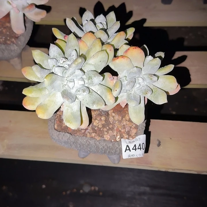 拇指仙女杯多肉植物