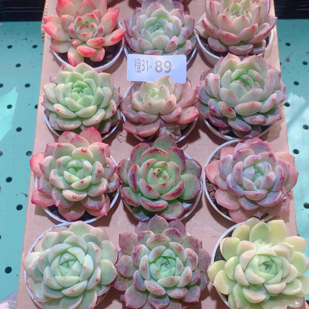 31-98一物一拍多肉带盆18颗